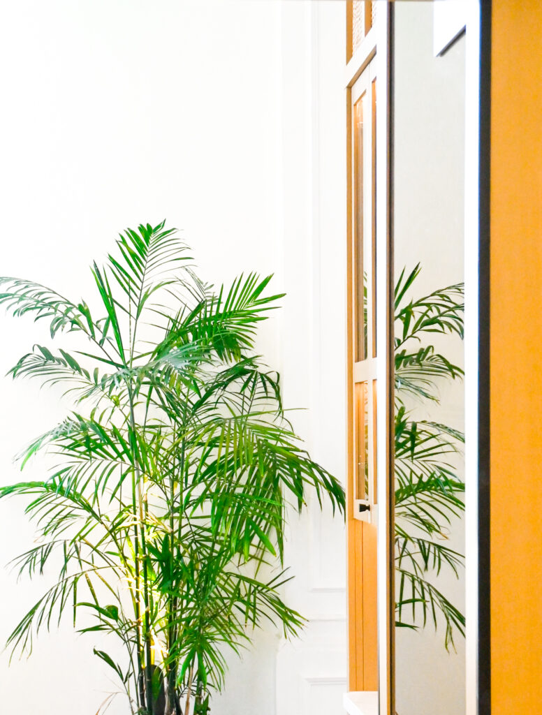 
Tall indoor plant next to a white wall and wooden-framed doorway, photographed in Tampa for boutique hotel and hospitality branding

